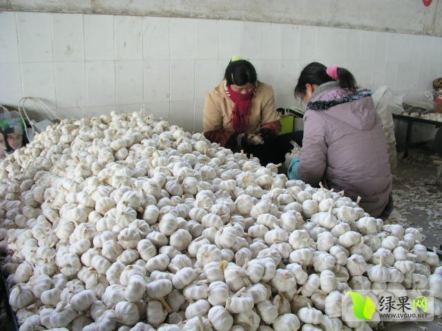 2018年山东金乡金乡大蒜价格