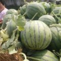 2016沛县西瓜现在订货有惊喜