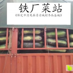 清苑清凉城村冬瓜基地6月上市