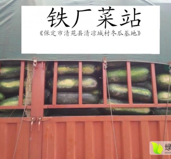 2016年河北清苑子弹头黑皮冬瓜价格