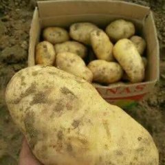 新乐土豆何去何从邯邰小周诚信合作