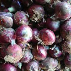 2017年安丘红洋葱上市了、质优价廉！！