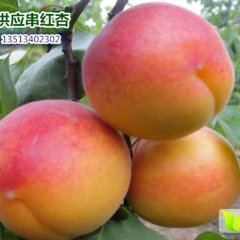 河北保定串红杏大量供应 量大质优