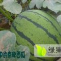 山东郯城京欣西瓜欢迎合作