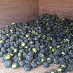 河北清苑黑皮南瓜欢迎合作