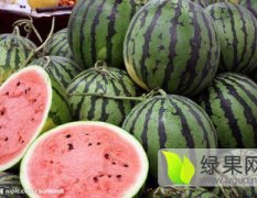 河南睢阳京欣西瓜长势旺盛