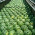 2016惠民西瓜大量上市