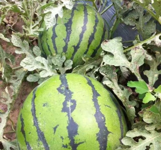 2016年辽宁新民京欣价格