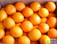湖北夷陵夷陵夏橙脐橙