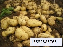 玉田土豆逐渐升温虹桥范士合诚信合作