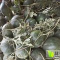 夏邑河南孟勋6月龙卷风西瓜