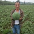 宜城板桥李光斌6月京欣西瓜