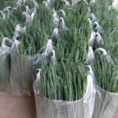 郯城红花刘西虎3月小葱大葱