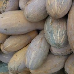 龙州水口杨鹏6月金韩密本南瓜