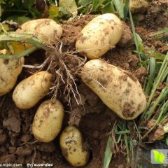 百亩产地急售优质土豆。价格从优