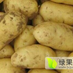 靖远大芦刘耀星6月克新一号土豆