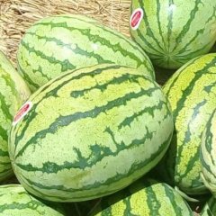 2016靖远西瓜再不来就没机会了！