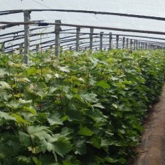 山东莱西藤稔葡萄名扬天下