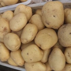 昌黎新集单会信5月中薯系列土豆