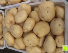 昌黎新集单会信5月中薯系列土豆