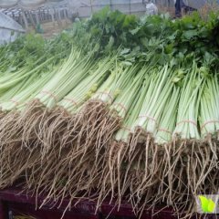 山东东昌府芹菜苗基地