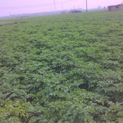 平邑保太6月到10月荷兰十五大土豆