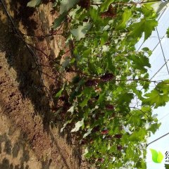 喀喇沁旗马奶葡萄 希望有货主前来选购