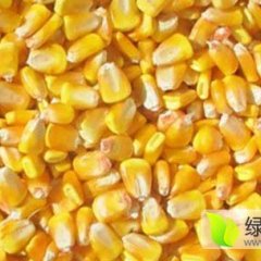 大量供应2016年新玉米，欢迎新老客商洽谈合作