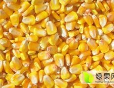 大量供应2016年新玉米，欢迎新老客商洽谈合作