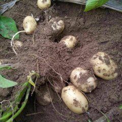 现有大量（500吨）新鲜土豆正在低价上市