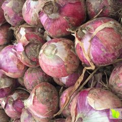 藁城市常安镇里庄红皮洋葱大概有两万亩左右