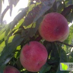 2016通许蜜桃走过路过不要错过