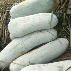 广西南宁市西乡塘长白冬瓜著名品种