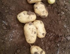 2016平度土豆今年价格有看点