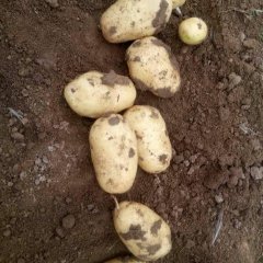 2016平度土豆今年价格有看点