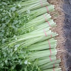 阳谷芹菜是名优特产,七级刘诚信合作