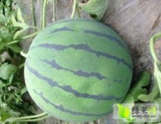 清苑6月京欣西瓜