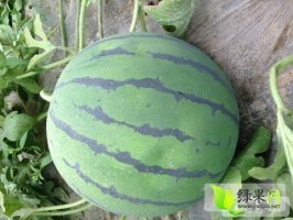 清苑6月京欣西瓜