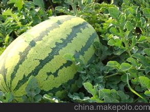 大荔西瓜著名品牌大荔朱增峰诚信合作