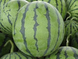 清苑张登李彬5月京欣西瓜