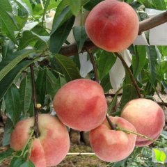 永济市跃进鲜桃合作社6月15日鲜桃春美