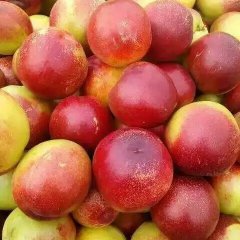 临猗闫家高伟6月曙光油桃