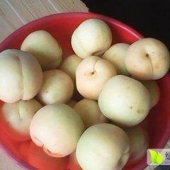 2016遵化本地特产银香白杏