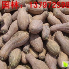 湖北蜜本南瓜：潘家湾刘国林