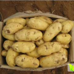 山东平邑荷兰土豆正大量上市！