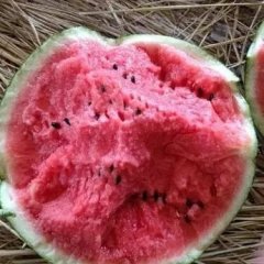 大荔西二党赵锋6月京欣西瓜