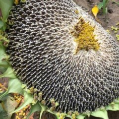 开封县河南阮明信5月食葵1号葵花