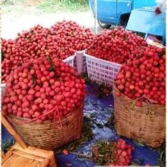 阳西上洋卢生妃子笑荔枝