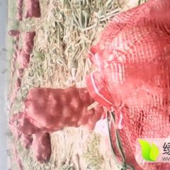 惠民洋葱名优产品,姜楼刘宏志诚信合作