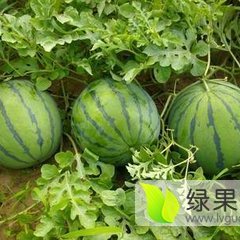 凌海右卫孙小明6月甜王系列西瓜。